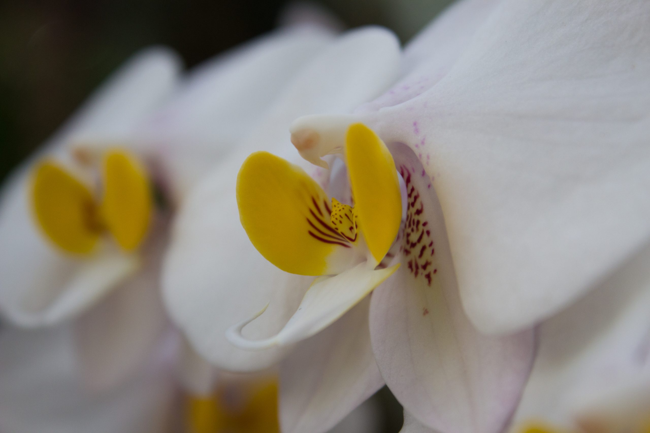 Orchids at the Missouri Botanical Garden